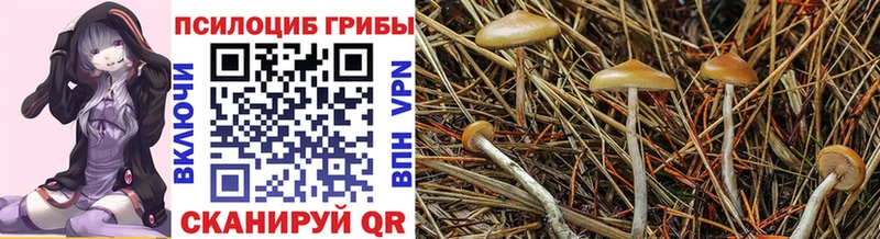 Галлюциногенные грибы Cubensis  Тимашёвск 